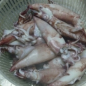 魚屋さんで教わったやりいかのボイル術 レシピ 作り方 By さとママ3645 楽天レシピ 魚屋さんで教わったやりいかのボイル術 レシピ 作り方 By さとママ3645 楽天レシピ